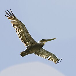 Brune pilekaan (Pelecanus occidentalis)