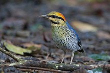 blue bird with yellow, orange and black head stands on leafy forest floor