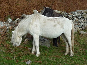 Eriskay pony's on Holy Isle