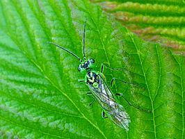 Rhogogaster chlorosoma