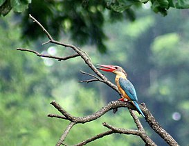 In Kolkata, West Bengal, India.