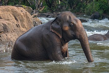 Un éléphant d'Asie (Elephas maximus) assis, se baignant dans la rivière Tad Lo, sur le plateau des Bolovens, au Laos. (définition réelle 6 616 × 4 411)