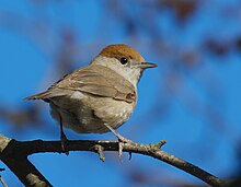 A grey bird with a brown cap