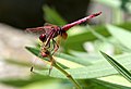 14. Hím szitakötő (Trithemis annulata) (javítás)/(csere)