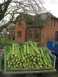 Fresh Brussels sprouts being transported from a farm in Wesselburenerkoog, Schleswig-Holstein, Germany