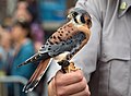 Image 9A rescued American kestrel that couldn't be released so is now serving as an "ambassador" bird