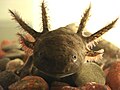 Axolotl mexický – endemický obojživelník z jezera Xochimilco