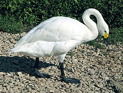 Sibirinė mažoji gulbė (Cygnus columbianus bewickii)