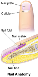 Nail.