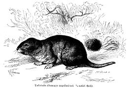 Ctenomys magellanicus