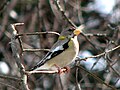 Female in winter, Gatineau Park, Quebec, Canada