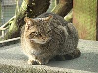 Felis silvestris grampia (Шотландська дика кішка)