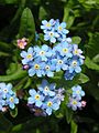 Wood Forget-me-not close-up