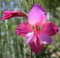 Illyrische Siegwurz (Gladiolus illyricus)