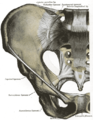 Vista anteriore dell'articolazione sacroiliaca