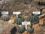 Gymnocalycium species from Liberec botanical garden