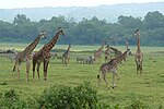 Giraffer i Arusha