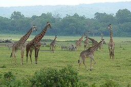 Giraffer och zebror