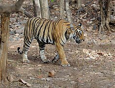 Tigre de Bengala en el Parc Nacional de Ranthambor, Rajasthan