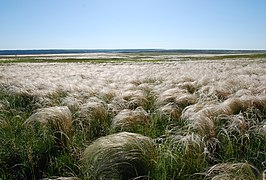 The Pontic–Caspian steppe near Krynychne, Ukraine.