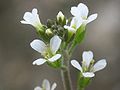 I tipici fiori delle Crucifere (4 petali disposti a croce, 6 stami) in questo esemplare di Arabidopsis thaliana.