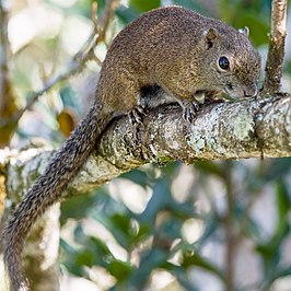 Callosciurus orestes