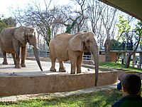 Afrički slon u zoološkom vrtu, Barcelona