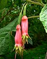 Květy fuchsie Fuchsia splendens