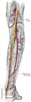 The popliteal, posterior tibial, and fibular arteries