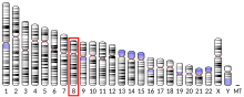 Ideogram human chromosome 8.svg