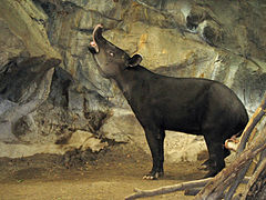 Tapir.