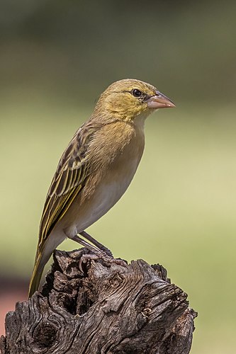 Самка северного маскового ткача (Ploceus taeniopterus)