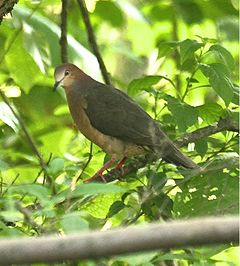 Description de l'image Ochre-belliedDove.jpg.