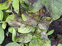 Fytoftora op aardappelloof van Parel