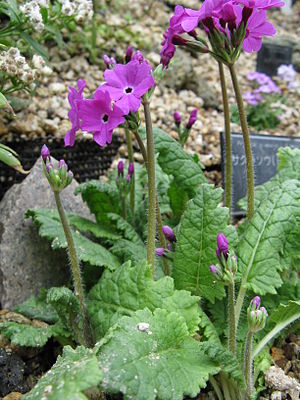 앵초(Primula sieboldii)