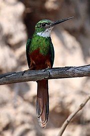 Male G. r. rufoviridis the Pantanal, Brazil