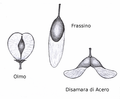 Image 33Wind dispersed seed of elm (Ulmus), ash (Fraxinus) and maple (Acer) (from Tree)