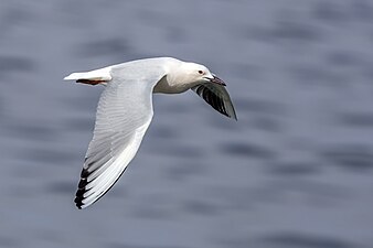 in flight