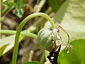 Fruit de la grande capucine (Tropaeolum majus)