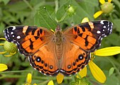 Adult, dorsal view.