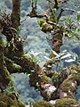 Gesneriaceae in Phu Soi Dao National Park