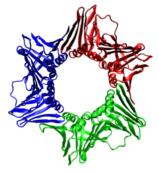 Homotrimeeri. 3 samanlaista proteiiniyksikköä (korostettu eri värein). Proliferoivan solun tuma-antigeeni, PDB: 1AXC.