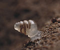 Image 25The microscopic cave snail Zospeum tholussum, found at depths of 743 to 1,392 m (2,438 to 4,567 ft) in the Lukina Jama–Trojama cave system of Croatia, is completely blind with a translucent shell (from Fauna)