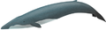 Blue whale illustration with a dark blue tail, a slightly lighter shade of blue overall, and a small dorsal fin close to the tail (from Baleen whale)