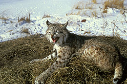 Rudoji lūšis (Lynx rufus)