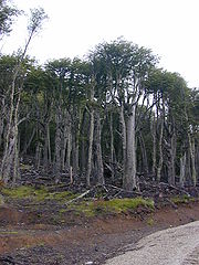 A view of the lenga forest