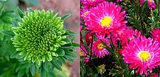 A flower of China Aster showing phyllody symptoms