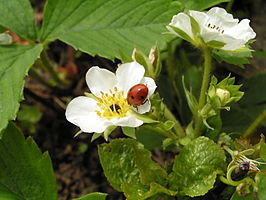 Grote bosaardbei