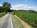 La strada che collega Ronchi al Parco naturale di Rocchetta Tanaro