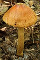 !!Cortinarius corrugatus!!